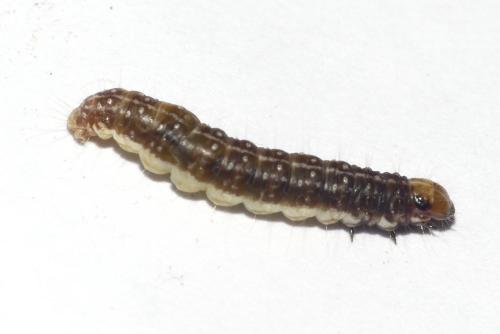 Réf. 281 550 : Tortricodes alternella